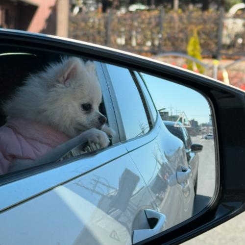 폼피치 1살애기 분양합니다