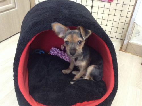 요크셔믹스 분양합니다