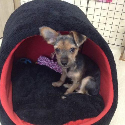 요크셔믹스 분양합니다