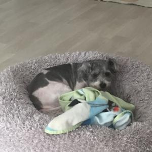 5월5일 전북 부안군 주산면 소산리에서 분실된 강아지 호이를 찾습니다.