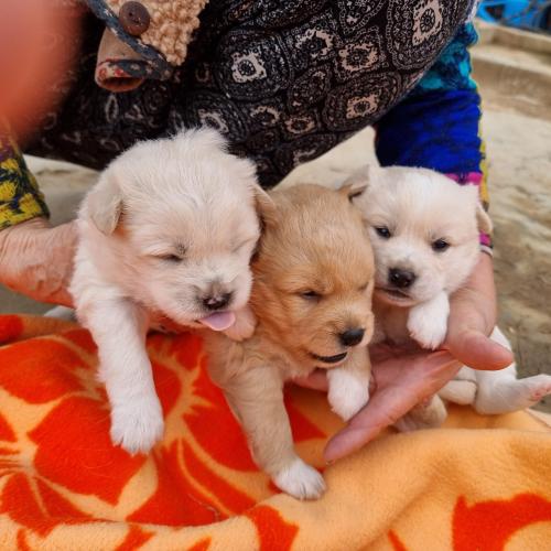 진도믹스 아기강아지 분양합니다