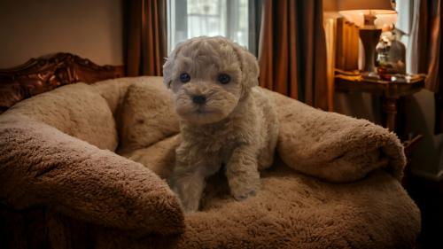 2개월된 토이푸들 아가 입양드립니다