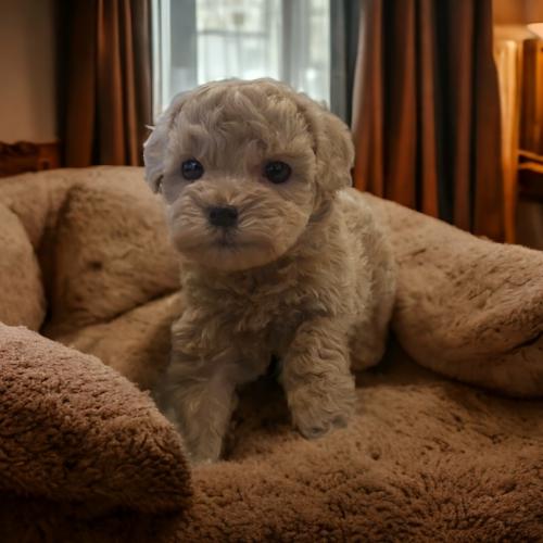 2개월된 토이푸들 아가 입양드립니다