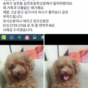 서울 송파구 삼전동 수컷 갈색푸들 찾습니다