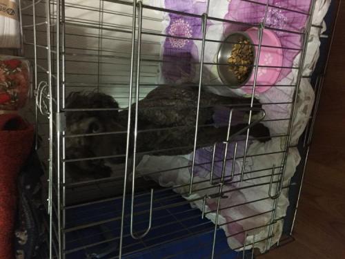 수원 푸들 수컷 강아지 보호하고잇어요