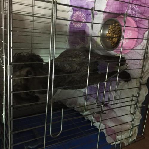 수원 푸들 수컷 강아지 보호하고잇어요