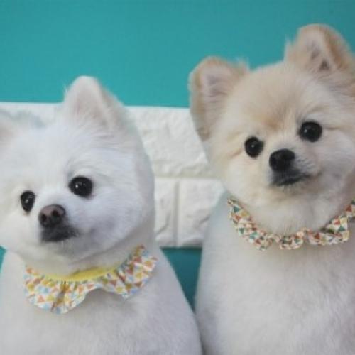 포메라니안 분양원합니다