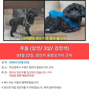 블랙푸들 찾아요  부산 광안리 근처 분실