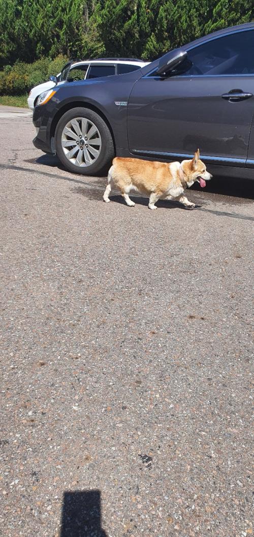 김포 장기동 (장기아울렛) 웰시코기 유기견 보호중