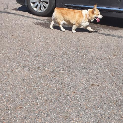 김포 장기동 (장기아울렛) 웰시코기 유기견 보호중