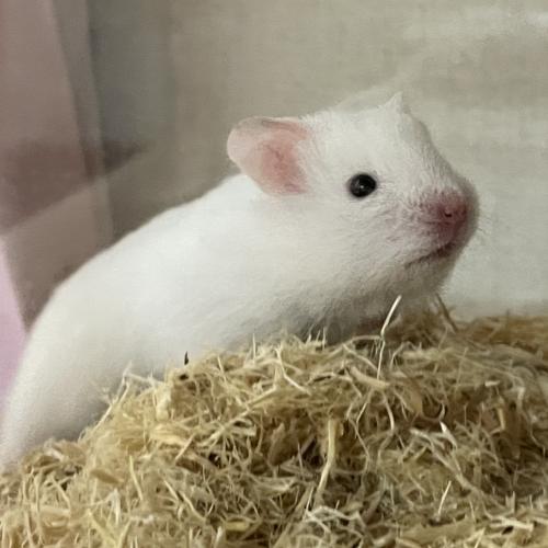 골든햄스터 올 화이트 아가의 가족이 되어주실분 찾습니다