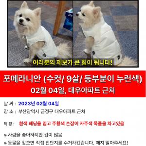 부산 금정구 대우아파트 앞에서 분실한 흰색 포메라이언 찾습니다