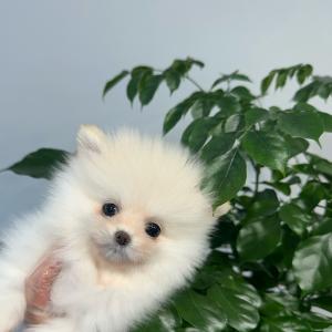 너무너무 예쁜 포메라니안 공주님 분양해용