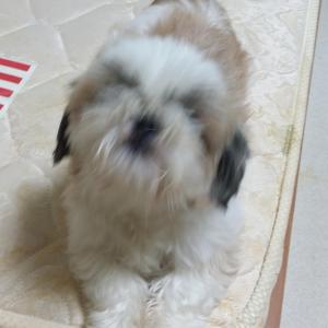 분당, 판교 계신분들봐주세요 (시츄2세남아)