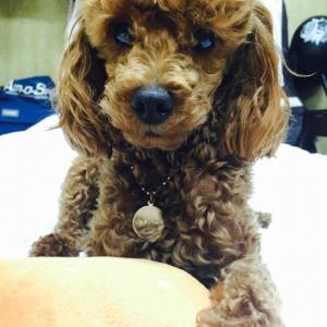 1살정도된 토이푸들 여자애기찾아요