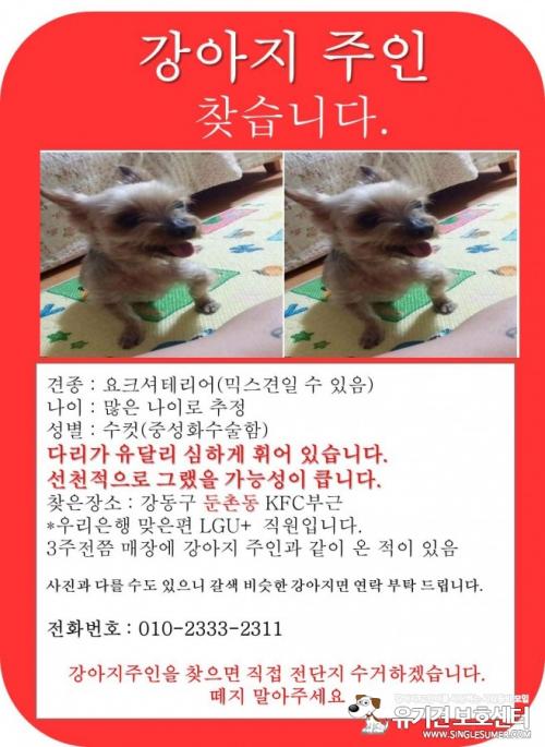 강동구 둔촌동 요크셔테리어 보호중입니다
