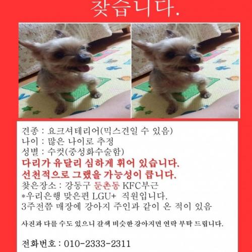 강동구 둔촌동 요크셔테리어 보호중입니다