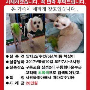 말티즈 복실이를 찾습니다