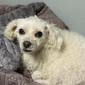 관악구 미성동쪽에서 잃어버린 말티즈를 찾습니다