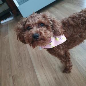 갈색토이푸들찾습니다