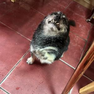 꿀이를 찾습니다(산본)