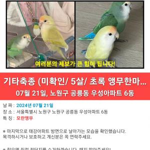 (공릉동) 노란색, 초록색 모란앵무를 찾습니다.