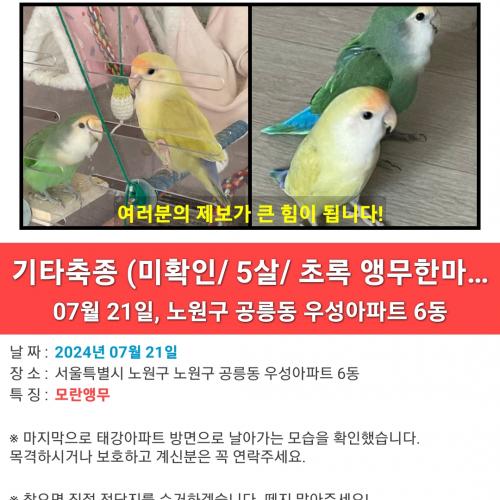 (공릉동) 노란색, 초록색 모란앵무를 찾습니다.