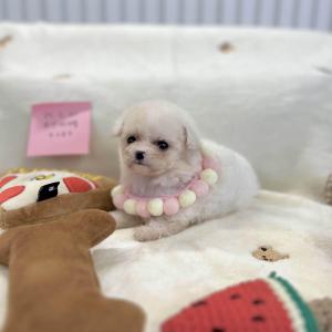 [5만원] 2개월 말티푸 콩이 분양중이에요 ❤