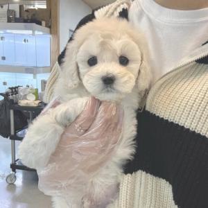 크림스탠다드푸들분양 왕자님 가족을 기다려요