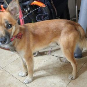 테리어,세퍼트 믹스견 (초롱이) 보신분 연락좀 주세요