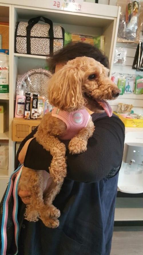 갈색푸들 여아 임보중입니다.