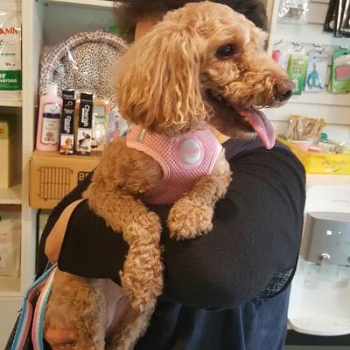 갈색푸들 여아 임보중입니다.