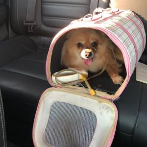 성남 산성동에서 강아지를 잃어버렸습니다.. 제발 찾을수 있게 도와주세요..