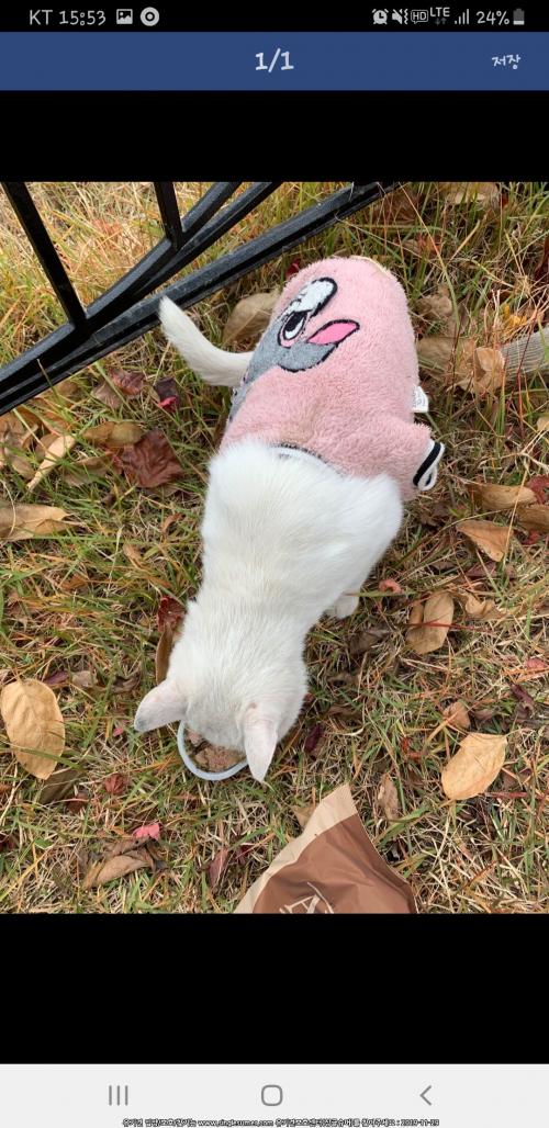 나주시 남평읍 중우하나린 터키시앙고라