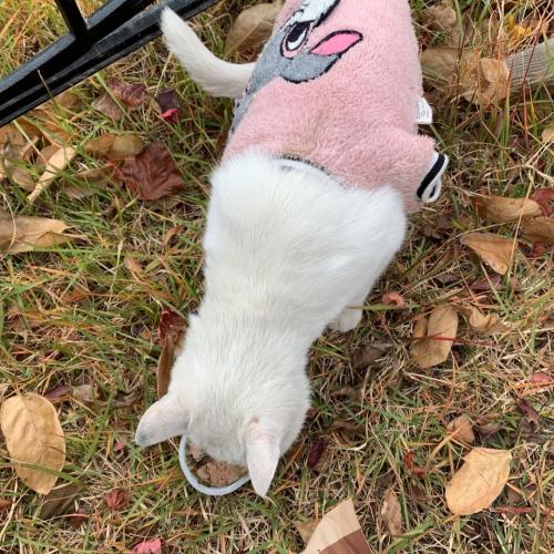 나주시 남평읍 중우하나린 터키시앙고라