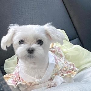 동락공원 말티즈