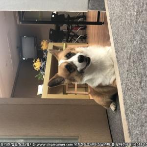 웰시코기 이름 조이 찾습니다