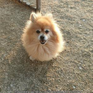 우리 꼬맹이를 찾습니다