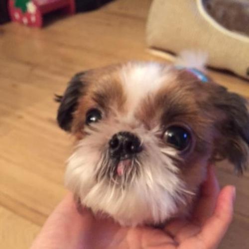 어린 시츄 여아 주인 찾습니다