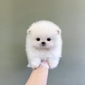 포메라니안분양 다양한 모색 포메분양