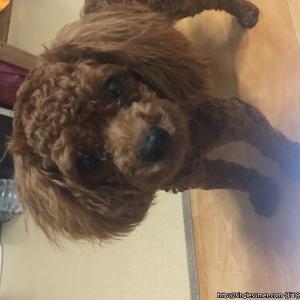 보리찾아요 ㅠㅠㅠ