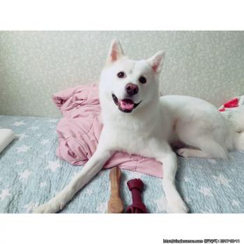 진돗개 간장이를 찾습니다..