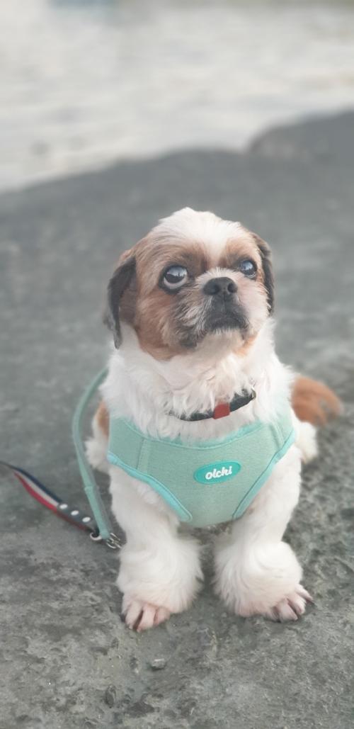 강아지  찾습니다