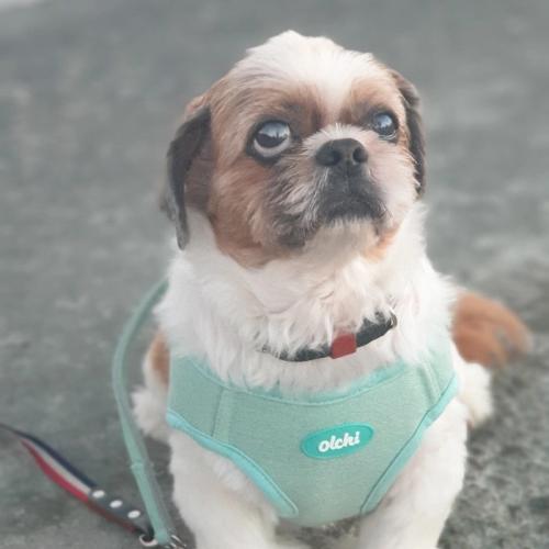 강아지  찾습니다