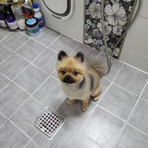 갈색 폼피치 수컷 찾아요