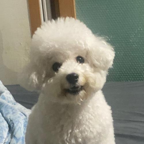 우리애기 데려가실분