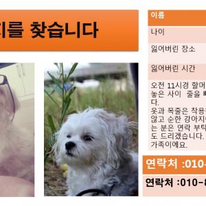 말티즈 남아 ㅠ 제동이 찾고 있어요~