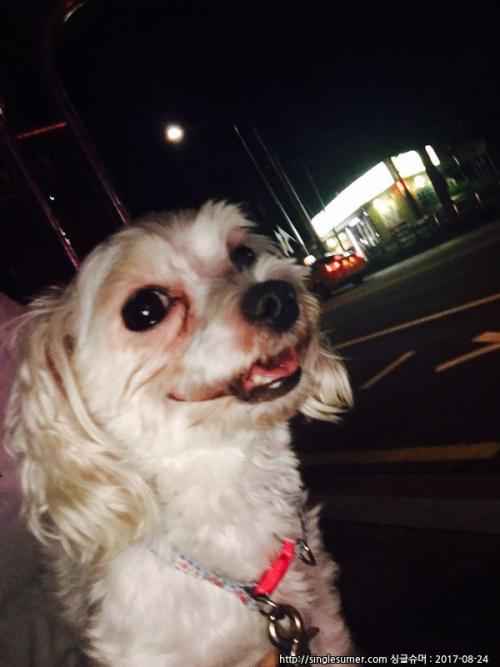 영등포 말티즈 보호중입니다