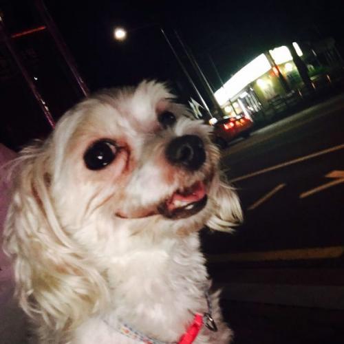 영등포 말티즈 보호중입니다