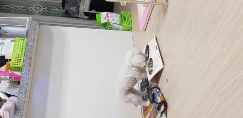 똘이분양합니다